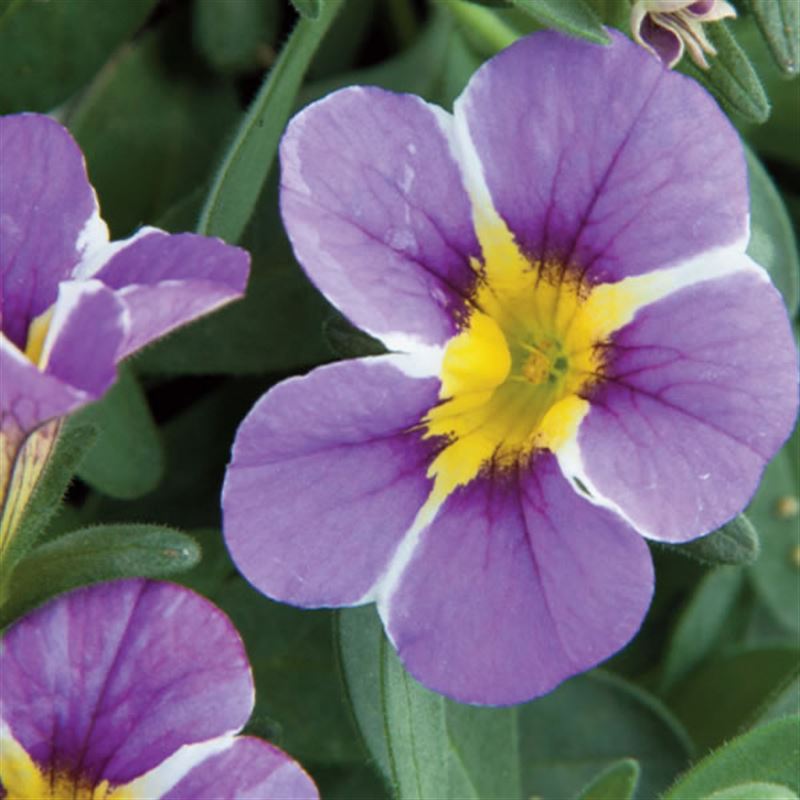 Star bicolor violet®